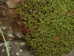 Amphidium lapponicum