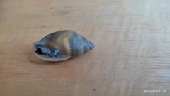 Euglandina ghiesbreghti