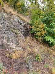 Amphidium lapponicum