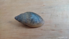 Euglandina ghiesbreghti