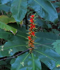Hedychium