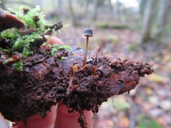 Mycena picta