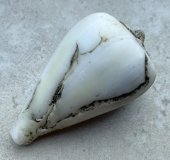 Conus patricius