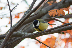 Parus major