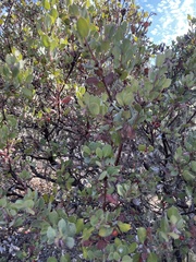 Arctostaphylos morroensis