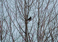Turdus merula