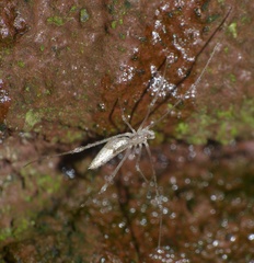 Rhomphaea sagana