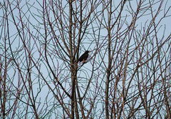 Turdus merula