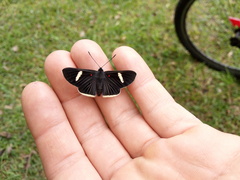 Melanis leucophlegma