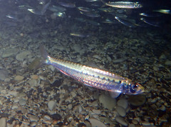 Sardina pilchardus
