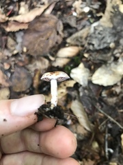 Cortinarius camphoratus