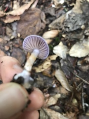 Cortinarius camphoratus