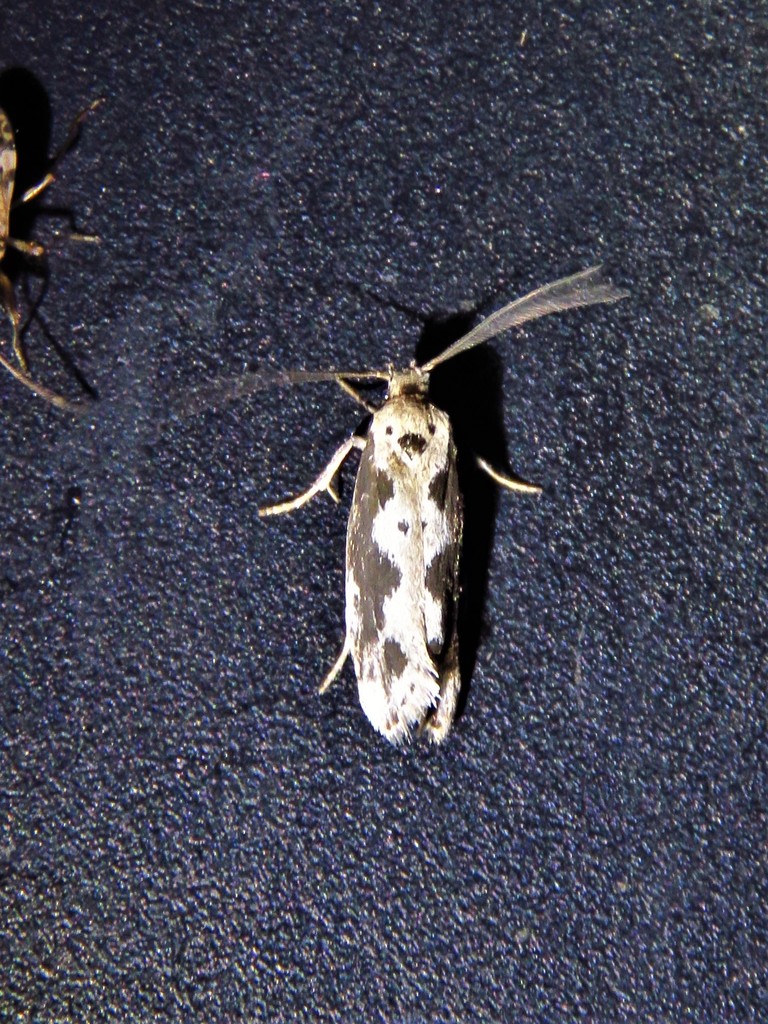 Ethmia hodgesella
