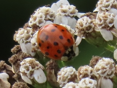 Harmonia axyridis