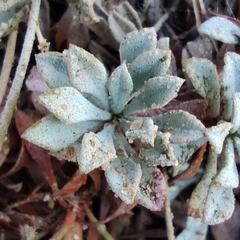 Limonium galilaeum