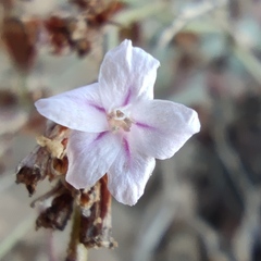 Limonium galilaeum