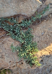 Heliotropium curassavicum