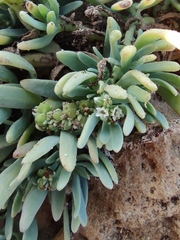 Heliotropium curassavicum