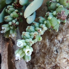 Heliotropium curassavicum