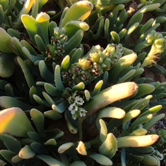 Heliotropium curassavicum