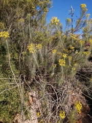 Euryops tenuissimus