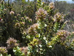 Paranomus roodebergensis