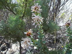 Paranomus roodebergensis