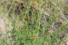 Alonsoa meridionalis