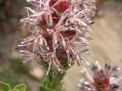 Paranomus roodebergensis