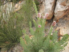 Paranomus roodebergensis