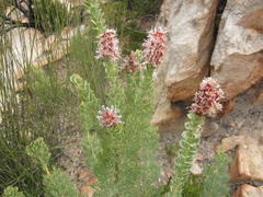 Paranomus roodebergensis