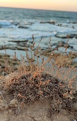 Limonium galilaeum