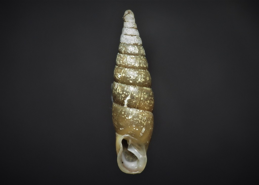 Fringed Door Snail