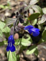 Salvia sinaloensis