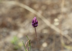 Allium pruinatum