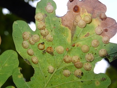 Neuroterus quercusbaccarum