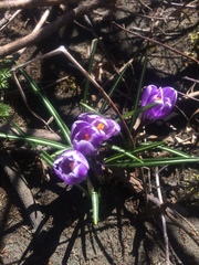 Crocus