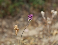 Allium pruinatum