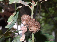 Andricus foecundatrix