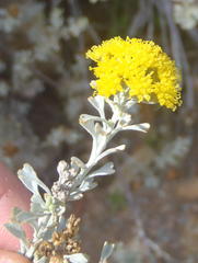Pentzia dentata