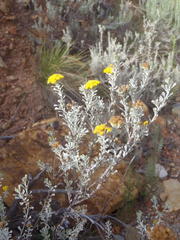 Pentzia dentata