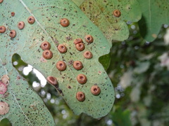Neuroterus numismalis