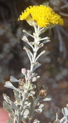 Pentzia dentata