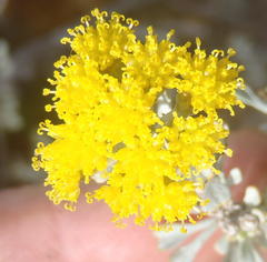 Pentzia dentata