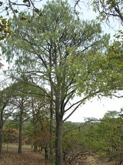 Pinus lumholtzii