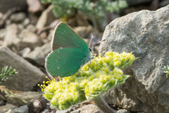 Callophrys viridis