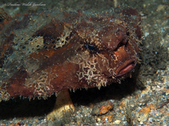 Ogcocephalus cubifrons