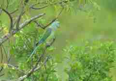 Psittacula columboides