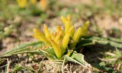 Lachenalia reflexa