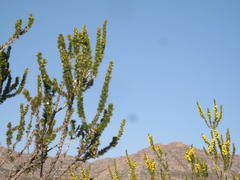 Aspalathus sceptrum-aureum